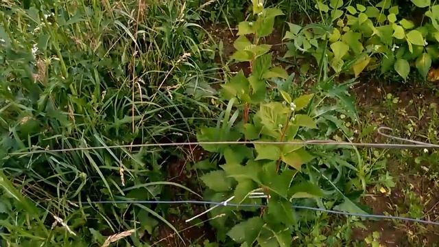 Ежевика ремонтантная, сорт Блек Меджик. Обзор 27.07.17г. смотреть онлайн