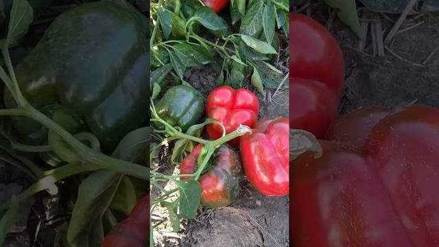 "Устойчивый" к фузариозному увяданию "ранний" перец Банкерс F1 от Enza Zaden. смотреть онлайн