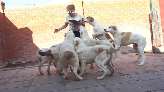 Питомник Алабаев - Среднеазиатских овчарок. www.r-risk.ru +79262205603 Татьяна Ягодкина смотреть онлайн