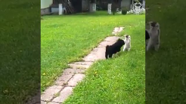 Мяу мяу и Гав гав дерутся, потом дружат смотреть онлайн