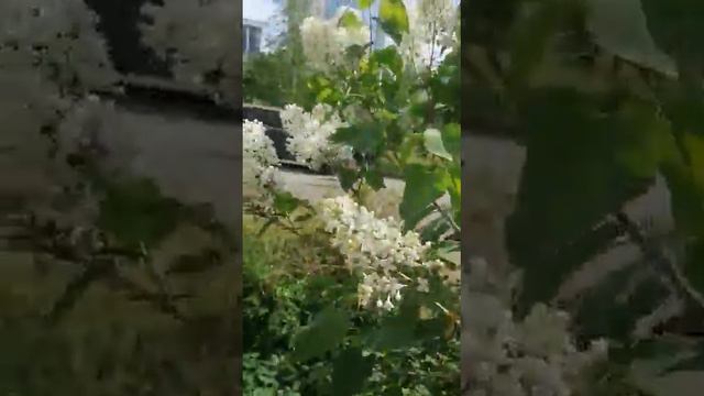 Белая сирень. смотреть онлайн