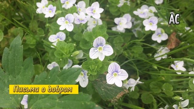 Письма о добром. Д.С.Лихачёв. Письмо 5. В чем смысл жизни? Читает Ангелина Николаева. смотреть онлайн
