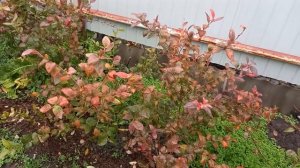 Сорта голубики,  которые меня огорчили.