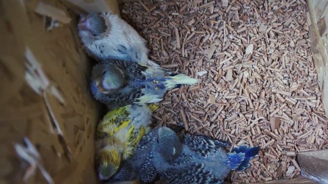 Дом для птиц 2019 #8. Птенцы. смотреть онлайн