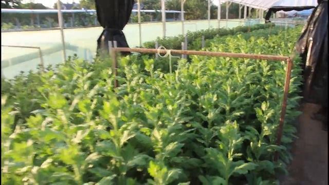 Хризантема. Обзор на 27 июля. Притенение. смотреть онлайн