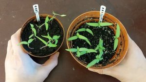 Как посеять датуру? 100% результат