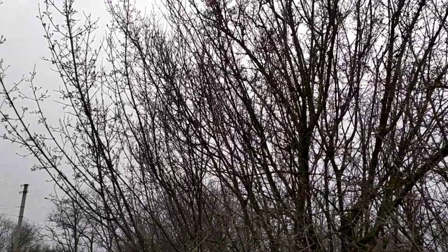 Птички синички кушают пчел 04.01.2021 смотреть онлайн