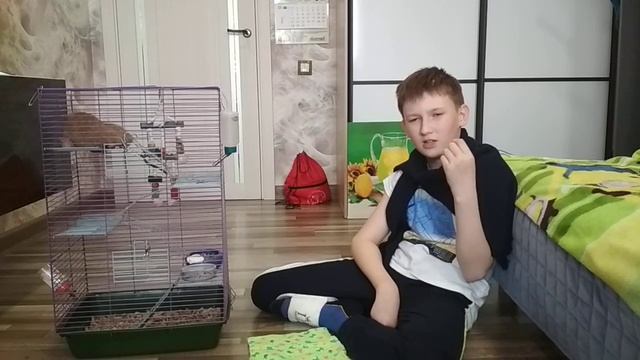 факты о крыс Дамбо смотреть онлайн
