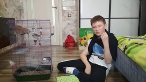 факты о крыс Дамбо