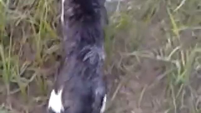 Кот-пловец!!!! смотреть онлайн