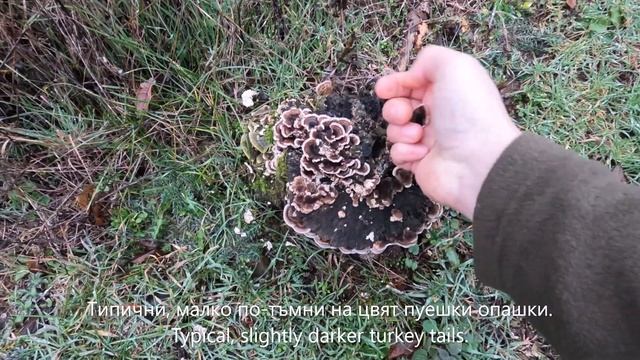 Пуешка опашка събиране и използване Turkeytail mushroom collecting lookalikes usage Trametes смотреть онлайн