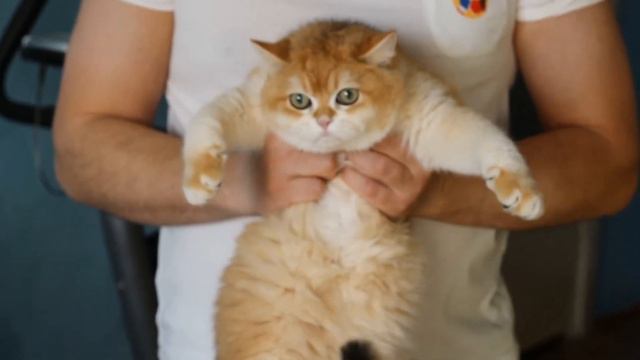 Bri Ny 12 Male 🧒🏼 A. V. A. I. L. A. B. L. E.                       7, 5 Months Litter * L *