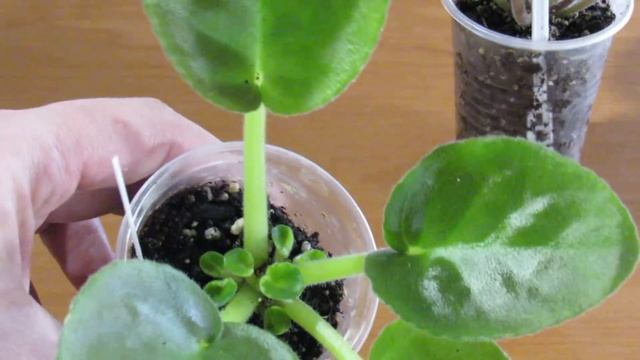 Пропала точка роста у Фиалки? Не беда ! Есть отличный выход. смотреть онлайн