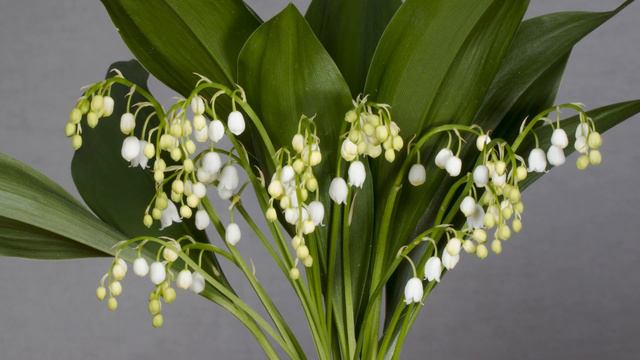 Flower Background Video Effects HD : Lily Of The Valley Blossom Bloom 4K Video смотреть онлайн