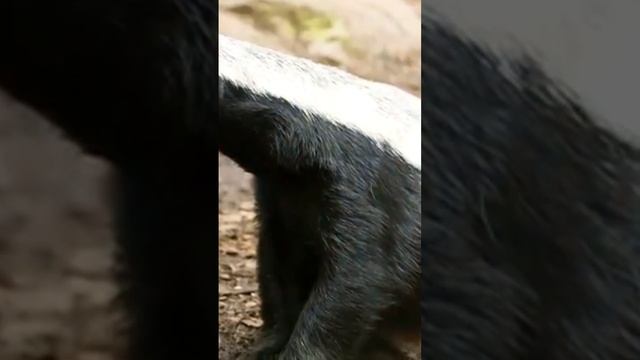 медоед, факты. смотреть онлайн