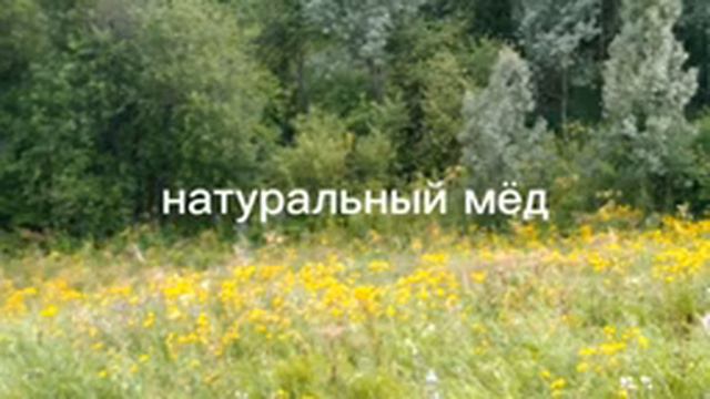Это моя пасека на Алтае.Можете приобрести Алтайского мёда,пересылаю в регионы смотреть онлайн
