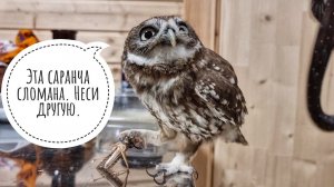 Сыч Лучик и охота за саранчой. Сова Великий Охотник вышел на тропу ужина