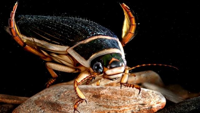 Жук плавунец. Интересные факты