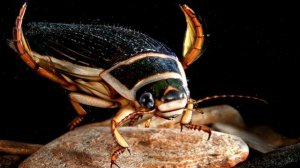 Жук плавунец. Интересные факты