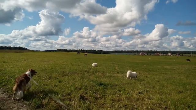 Бордер колли и самоеды на прогулке смотреть онлайн