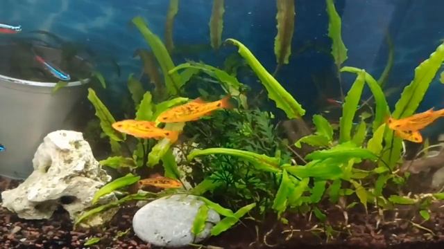 Большая прополка и уборка в 100 л аквариуме/Large weeding in a 100 l aquarium смотреть онлайн