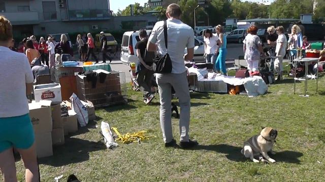 Выставка мопсы смотреть онлайн