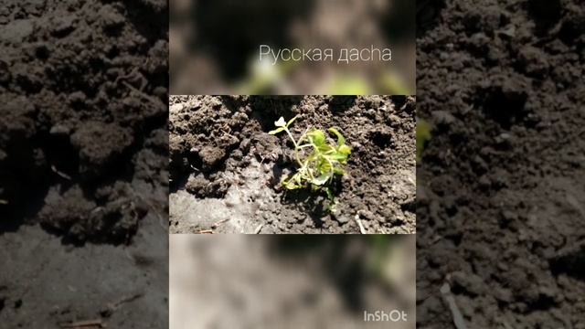 ДАЧА. ОБЗОР НА 15.05.2021. ПРОСНУЛСЯ ЛИМОННИК ДАЛЬНЕВОСТОЧНЫЙ! Смотрите следующие выпуски. смотреть онлайн