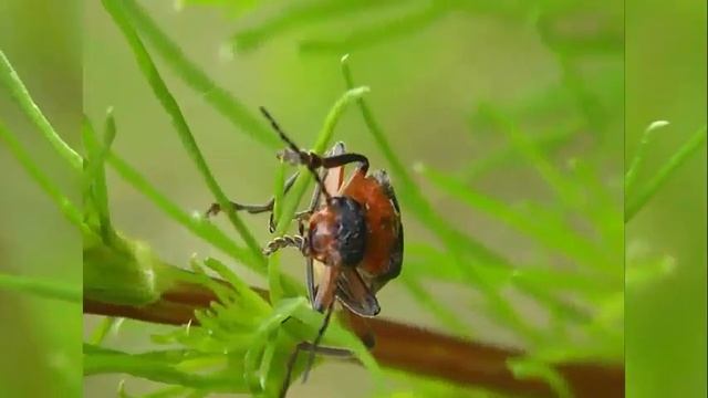 Мягкотелка смотреть онлайн