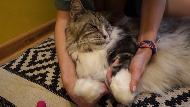 Котокафе The кошки. Красноярск. Кошачий АСМР. Берем интервью. смотреть онлайн