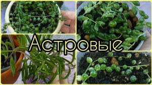 Крестовник Роули вариегатный?Геррейна?Оттона?Уход?Полив?Освещение?Грунт?Пересадка.Размножение