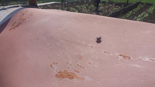 Бронзовка мохнатая (оленка волохата) на взлёте смотреть онлайн