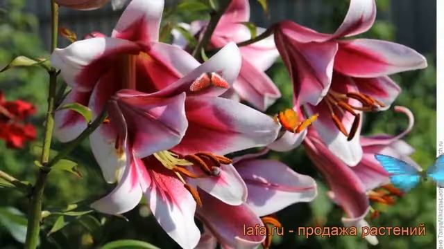 Лилия от-гибрид Фризо (lilium) ? от-гибрид лилия Фризо обзор: как сажать, луковицы лилии Фризо смотреть онлайн