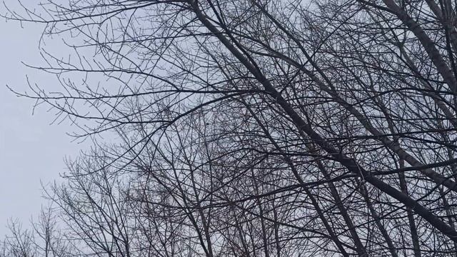 27 февраля народный праздник День Кирилла. Народные приметы и традиции. Что делать нельзя. смотреть онлайн