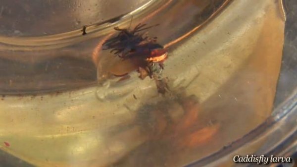 Restoration Program helps citizen scientists explore local wildlife