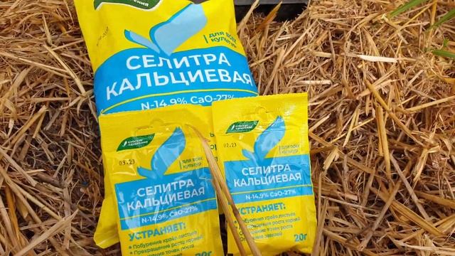 Важная подкормка томатов после высадки в грунт.