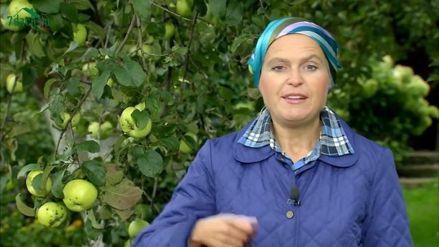ЯБЛОКИ: как сохранить яблоки свежими - 7 дач смотреть онлайн