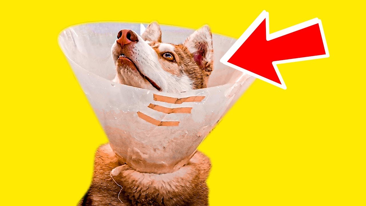 БУБЛИКУ ПОРВАЛИ УХО! (Хаски Бандит) Говорящая собака. смотреть онлайн