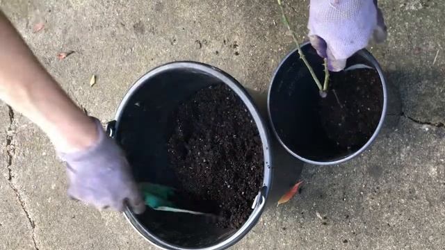 Как посадить розу в горшок и оставить зимовать в грунте смотреть онлайн