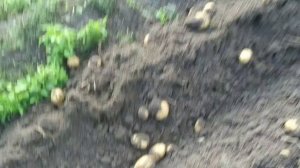 Картофеле выкапыватель