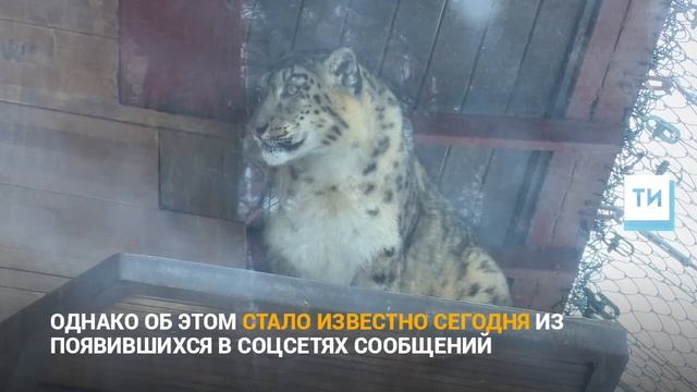 В Казанском зооботсаду скончался последний снежный барс – самка по имени Теофания смотреть онлайн