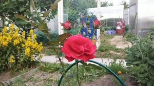 Плетистая Роза ? "Симпатия"