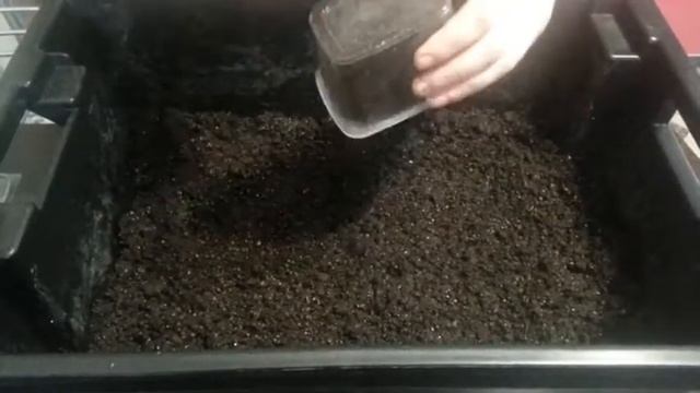 Разведение червей Дендробена. Заселение коконов смотреть онлайн