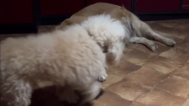 В’язка пуделя і Золотистого ретривера = Голдендудль❤️ смотреть онлайн