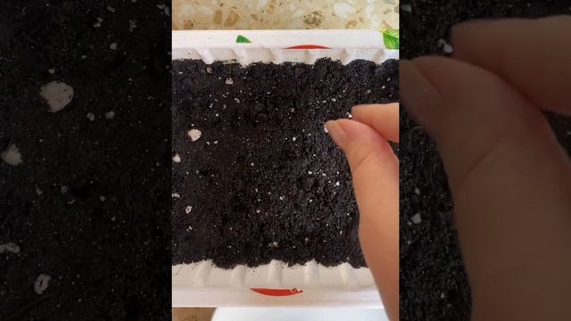 Душистый табак сеем на рассаду 2022 смотреть онлайн