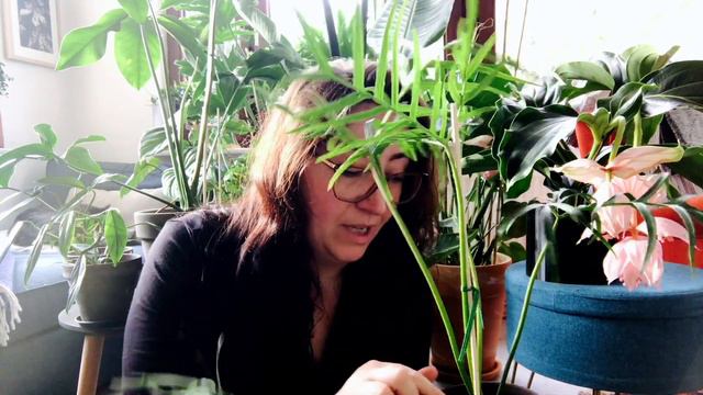 Plant Haul - Philodendron, Birds & Orchids! Naming my plants.