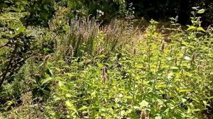 Лофант анисовый. Чистильщик нашего организма.