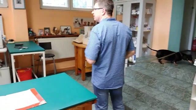 #228. Польща. Як ми ходили до ветеринара. Щеплення нашої Вакси. смотреть онлайн