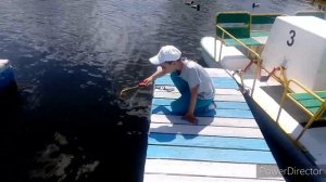 Караси на донку в Парке Победы.