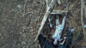 К чему снится ПОКОЙНИК или видеть МЕРТВОГО ЧЕЛОВЕКА во сне ★ Толкование Снов ★ СОННИК 3.0™