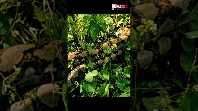 Ular Sawa Besar #piton #anaconda смотреть онлайн